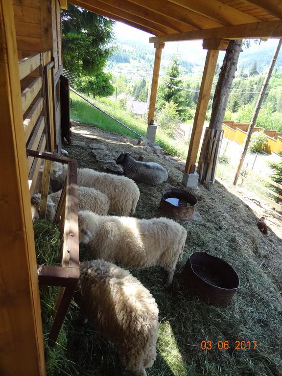 Alpenhof Pansion Ξενοδοχείο Slavske Εξωτερικό φωτογραφία